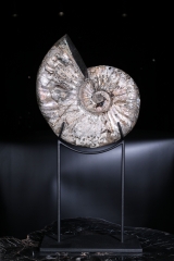 Аммонит Deshayesites sp.