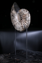 Аммонит Deshayesites sp.