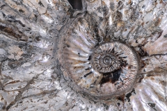 Аммонит Deshayesites sp.