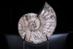 Аммонит Deshayesites sp.