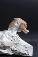 Трилобит Asaphus kowalewskii
