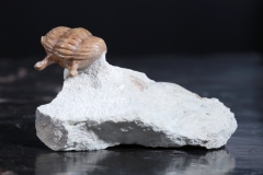 Трилобит Asaphus kowalewskii
