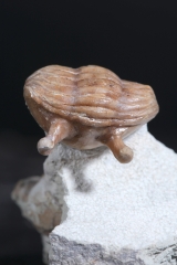 Трилобит Asaphus kowalewskii