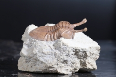 Трилобит Asaphus kowalewskii