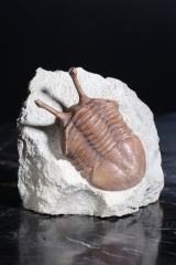 Трилобит Asaphus kowalewskii