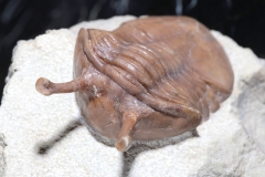 Трилобит Asaphus kowalewskii
