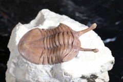 Трилобит Asaphus kowalewskii