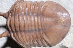 Трилобит Asaphus kowalewskii