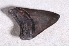 Зуб мегалодона 8,5 см