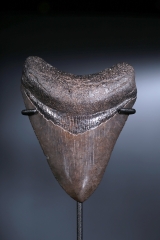 Зуб мегалодона 8,5 см