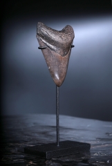 Зуб мегалодона 8,5 см