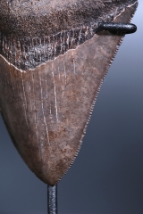 Зуб мегалодона 8,5 см