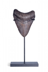 Зуб мегалодона 8,5 см