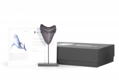 Зуб мегалодона 8,5 см