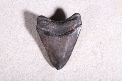 Зуб мегалодона 8,5 см