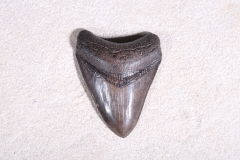 Зуб мегалодона 8,5 см