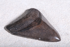 Зуб мегалодона 8,5 см