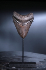 Зуб мегалодона 8,5 см