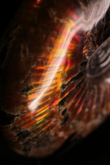 Аммонит Craspedodiscus discofalcatus 