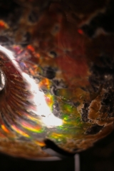 Аммонит Craspedodiscus discofalcatus 