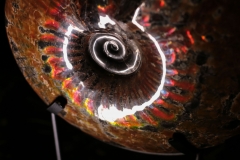 Аммонит Craspedodiscus discofalcatus 