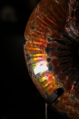 Аммонит Craspedodiscus discofalcatus 