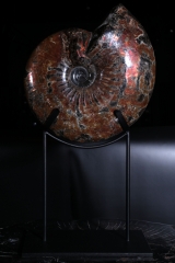 Аммонит Craspedodiscus discofalcatus 