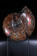 Аммонит Craspedodiscus discofalcatus 