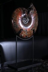 Аммонит Craspedodiscus discofalcatus 