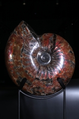 Аммонит Craspedodiscus discofalcatus 