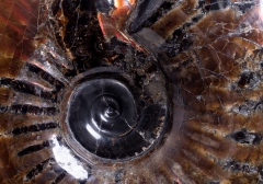 Аммонит Craspedodiscus discofalcatus 