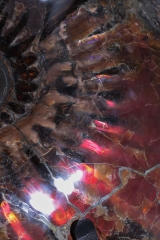 Аммонит Craspedodiscus discofalcatus