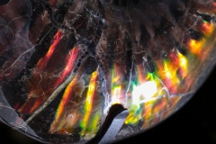 Аммонит Craspedodiscus discofalcatus