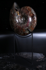 Аммонит Craspedodiscus discofalcatus 