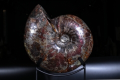 Аммонит Craspedodiscus discofalcatus 