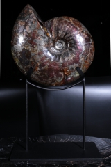 Аммонит Craspedodiscus discofalcatus 