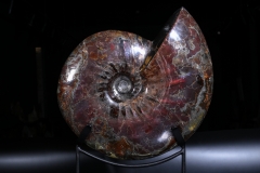 Аммонит Craspedodiscus discofalcatus 