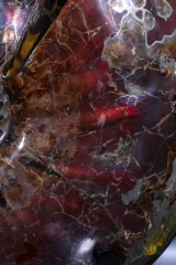 Аммонит Craspedodiscus discofalcatus 