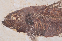 Рыба Knightia sp.