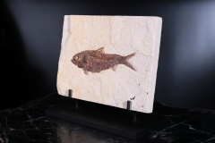 Рыба Knightia sp.