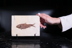 Рыба Knightia sp.