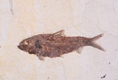 Рыба Knightia sp.