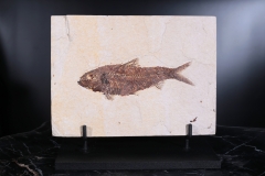 Рыба Knightia sp.