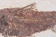 Рыба Knightia sp.