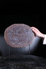 Папоротник Osmunda sp.