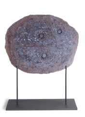 Папоротник Osmunda sp.