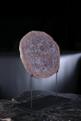 Папоротник Osmunda sp.