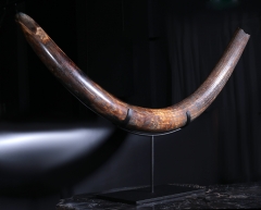 Бивень мамонта 