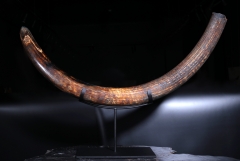 Бивень мамонта 