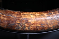 Бивень мамонта 